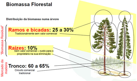 O que é Biomassa